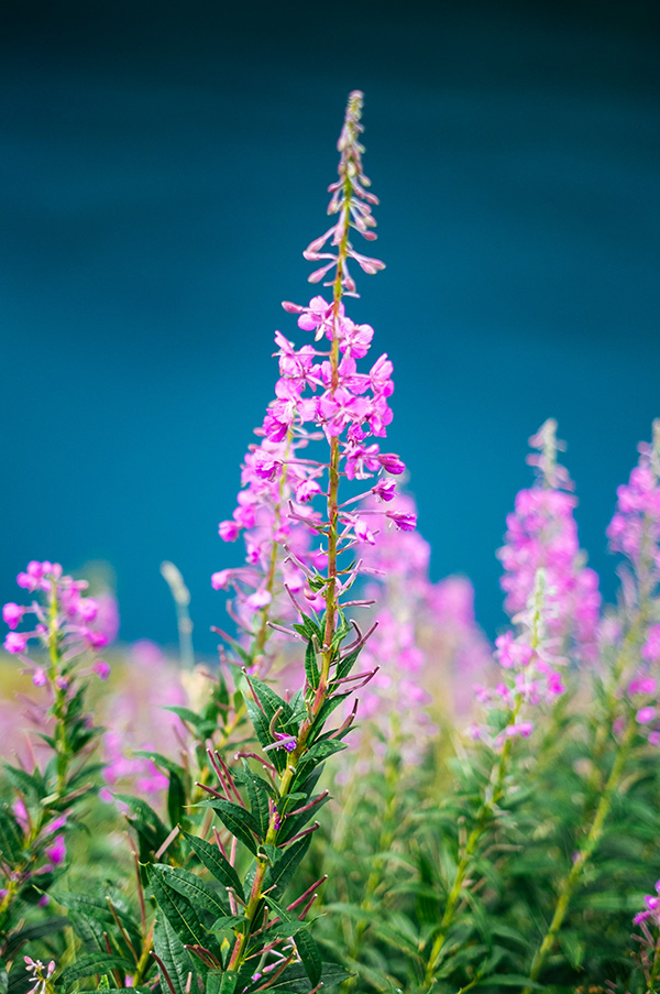 Fireweed flowers in a field with a dark blue background