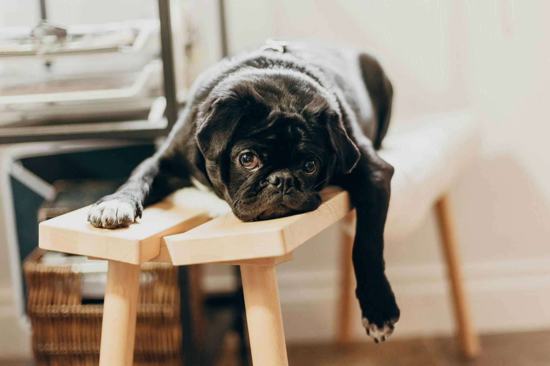 black pug puppy looking bored on a chair