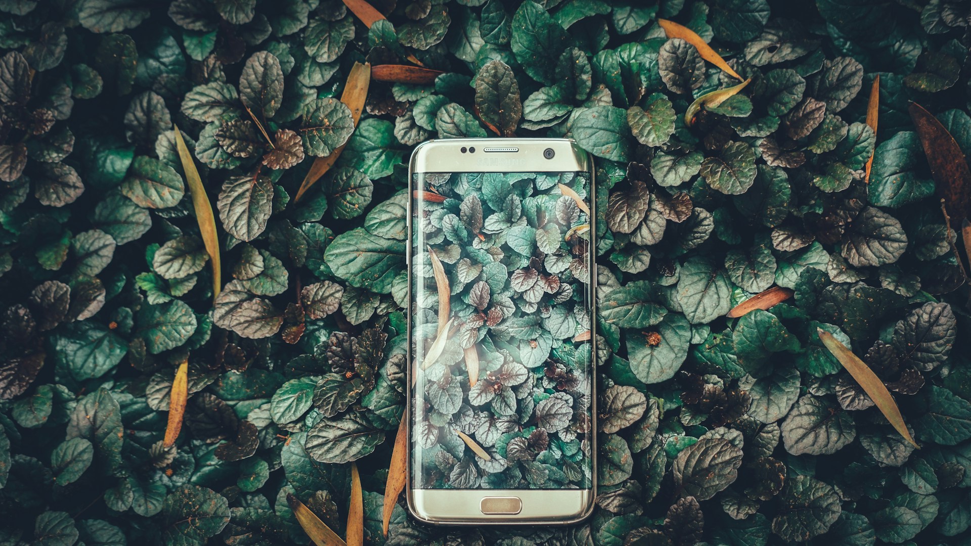 mobile phone hidden in plain sight among leaves and foliage