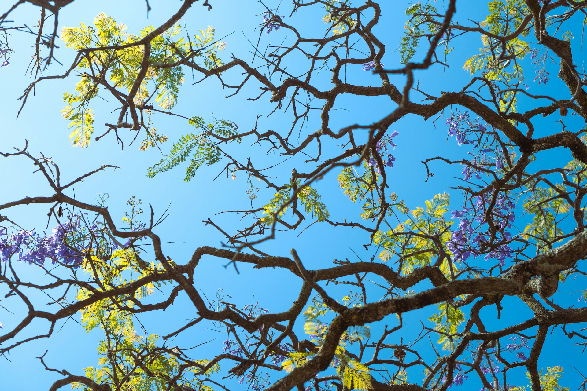 beauty and wonder of the natural world: the branches of a tree with purple flowers against a blue sky